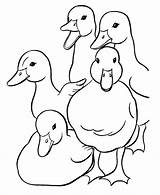 Coloring Duck Pages Ducks Kids Printable Baby Family Print Easter Cartoon Sheet Ducklings Quaking Clipart Quacking Animal Cliparts Way Make sketch template