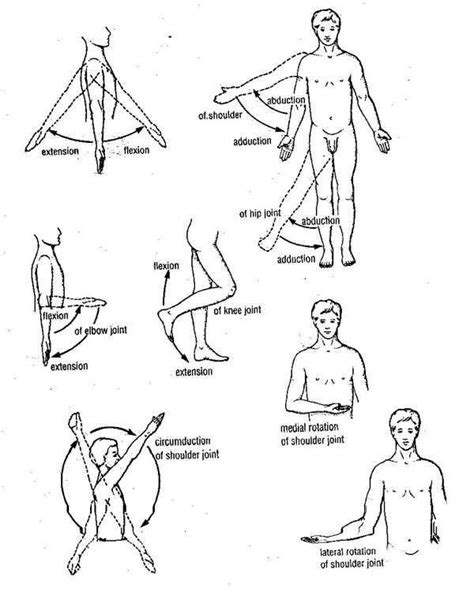 basic anatomical terms fisiologia del ejercicio anatomia humana