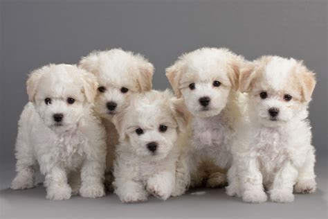 bichon frise dog breeders profiles  pictures dog breeders profiles