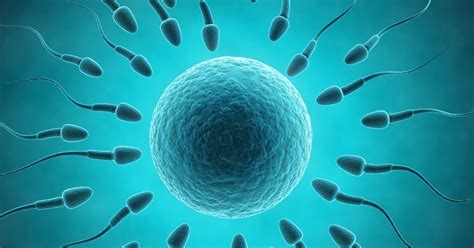 eggs control fertilization by choosing compatible sperm