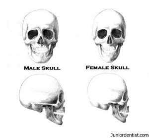 diffrentiate male skull  female skull