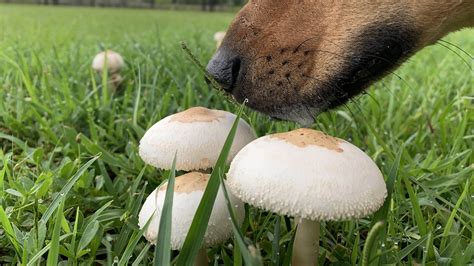 mushrooms grow   yard