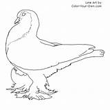 Pigeon Lahore Coloring Pages Line Index Own Color sketch template