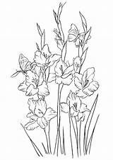 Gladiolus Gladiolo Hermosa Colorear Blume Malvorlage Puzzli Raskraski Colouring Dibujosonline Bestcoloringpagesforkids Categorias sketch template