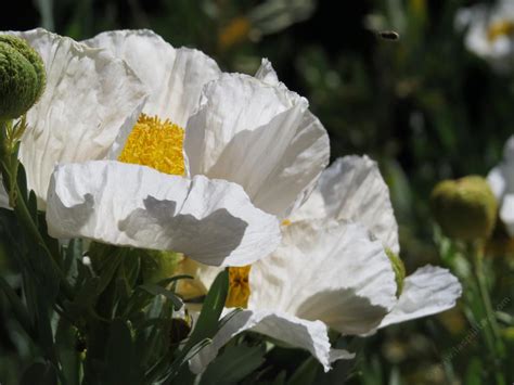 romneya coulteri matilija poppy