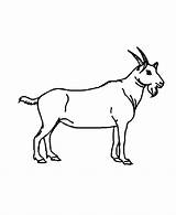 Goat Coloring Pages Kids Wild Cliparts Printables Animal Children Big Outline Animals Ram Gif Popular Library Clipart Colouring Honkingdonkey Sheet sketch template