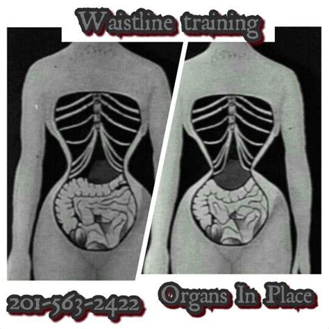 Waistline Training Organs Corset Waistline Training Tattoos
