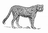 Cheetah Leopard Guepardo Colorare Malvorlage Leopardo Jachtluipaard sketch template
