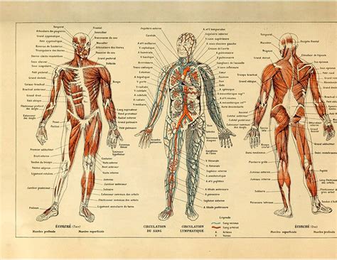 muscle anatomy wall charts set  muscle anatomy anatomy human  xxx hot girl
