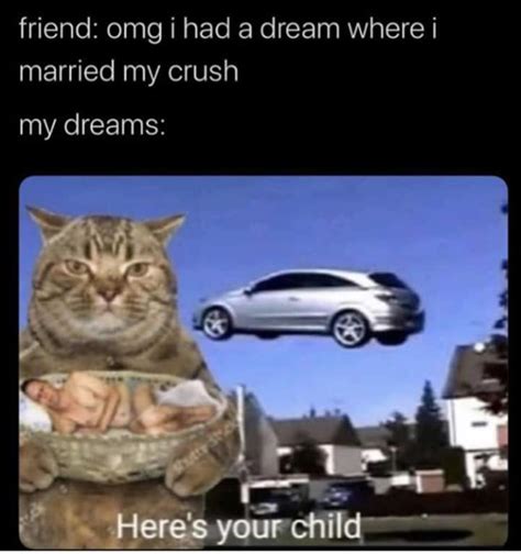 actually my dreams cats know your meme