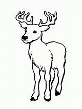 Deer Coloring Pages Printable Color Clipart Whitetail Tailed Tail Buck Print Kids Mule Skull Drawings Cliparts Library Clip Colouring Sheets sketch template