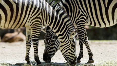 norwegian zoo feeds  zebra  tigers  front  kids bbc newsbeat