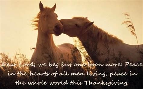 happy thanksgiving   fellow horse lovers horse wallpaper