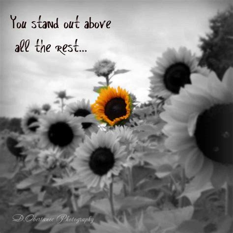 love sunflowers quotes sayings words pinterest