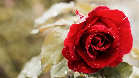 beautiful red rose  wallpapers hd wallpapers id