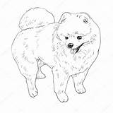 Pomeranian Coloring Pages Dog Drawing Fluffy Outline Stock Printable Illustration Color Depositphotos Vector Getdrawings Getcolorings Print sketch template