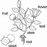 Flowering Morphology sketch template