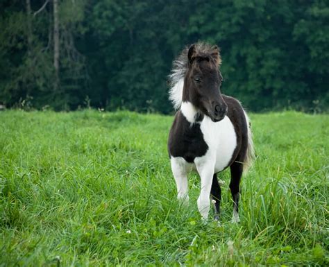 adorable images  mini horses confirm    theyre