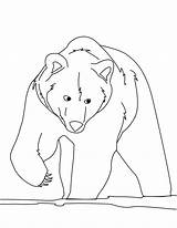 Bear Coloring Pages Brown Printable Kids Color Bears Print Bestcoloringpagesforkids sketch template