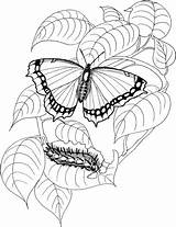 Butterfly Caterpillar Coloring Pages Drawing Printable Color Kids sketch template