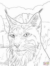 Lynx Coloring Pages Printable Iberian Portrait Color Sheet Drawing Getdrawings Caracal sketch template