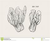 Choy Bok Cabbage sketch template
