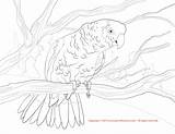 Coloring Amazon Parrot Yellow Double Pages Color Designlooter Drawings 38kb 1275px 1650 sketch template
