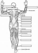 Anatomy Muscles Body Human Labeling Muscle Coloring Physiology Worksheet Muscular System Label Pages Diagram Posterior Worksheets Back Unlabeled Printable Answers sketch template