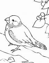Finch Coloring Color Pages Animals Designlooter Printable 72kb 1275 sketch template