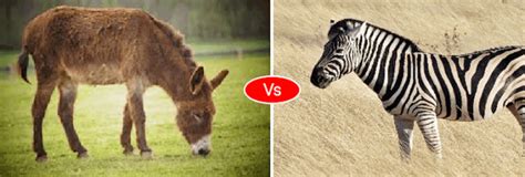 zebra  horse  donkey difference  fight comparison