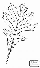 Oak Leaf Coloring Tree Drawing Pages Printable Line Little Getcolorings Color Getdrawings Paintingvalley sketch template