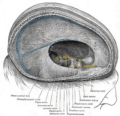 oculomotor nerve wikidoc