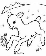 Coloring Pages Animal Cute Sheep Sheeps Lamb Printable Colouring Print Animals sketch template