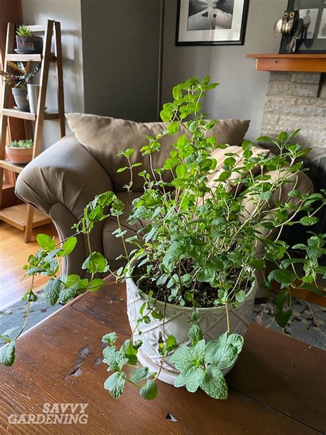 grow mint indoors  growing methods  year  harvests