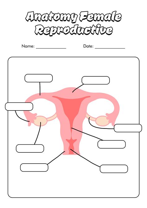 female external anatomy diagram
