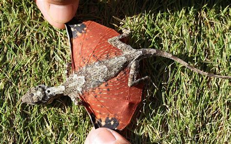tiny dragons discovered  indonesia  game  thrones fans    lose