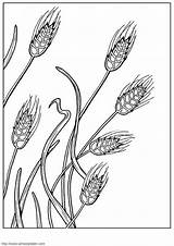 Getreide Malvorlage sketch template