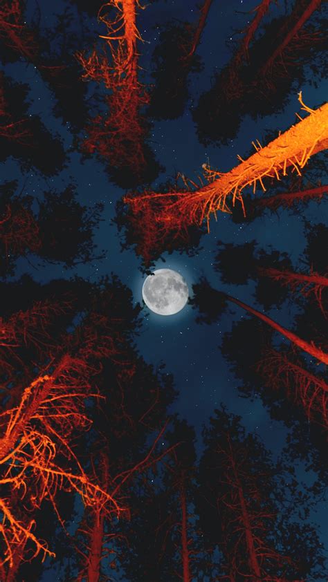full moon wallpaper  trees sky view night campfire