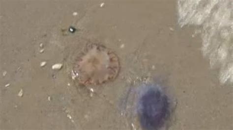 waarschuwing voor kwallenplaag  zandvoort en petten vermijd dit strand video nh nieuws