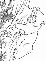Panda Giant Coloring Pages Colouring Smartest Town Template Color Animal Sheets sketch template