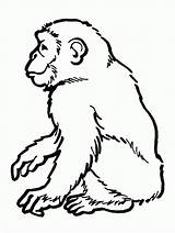Chimpanzee Coloring Pages Printable Kids sketch template