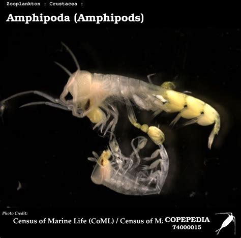 copepedia   amphipoda  order