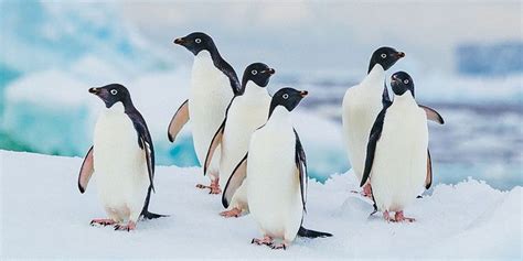 30 Fascinating Facts About Penguins That Prove Just How
