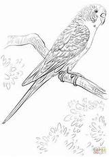 Coloring Pages Parrot Drawings Bird sketch template