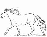 Horse Coloring Pages Horses Running Drawing Printable Appaloosa Draw Kids Sheets Getdrawings Print Line Hur Ritar Man Leopard Spotted Coat sketch template