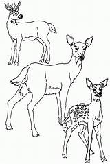 Deer Coloring Pages Tailed Template Kids Printable Color Print Whitetail Family Animal Animals Head Reindeer Mule Sheets Templates Stag Popular sketch template