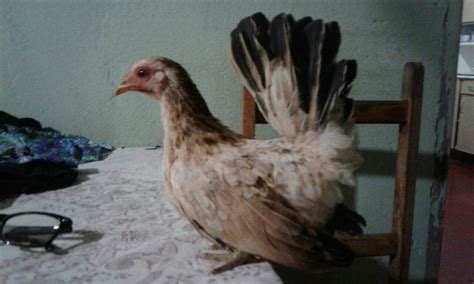 pin  leandro neves alves  galize nagasaki fancy chickens bantam chickens chickens