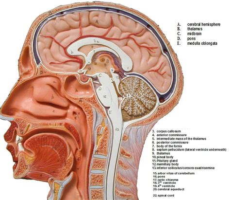 anatomy brain model brain anatomy model labeled humananatomybody pinterest