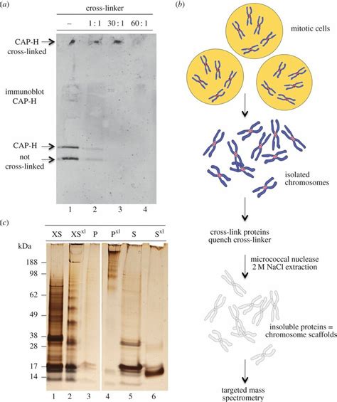 Cross Linking Of Condensin In Situ In Isolated Mitotic Chromosomes A