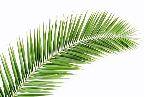 palm tree leaves stock jpg  pixels plantas pinterest